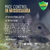 Pestine Pest Control Mississauga