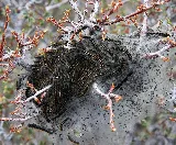 REAL Pest Control photo 6