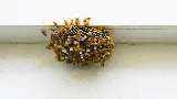 Midwest Pest Control photo 8