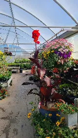Forde Nursery photo 2