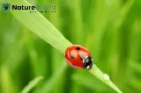 Nature Shield Pest Solutions photo 5
