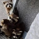 Ace Humane Wildlife Removal & Pest Control