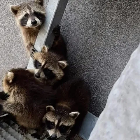 Ace Humane Wildlife Removal & Pest Control photo 1
