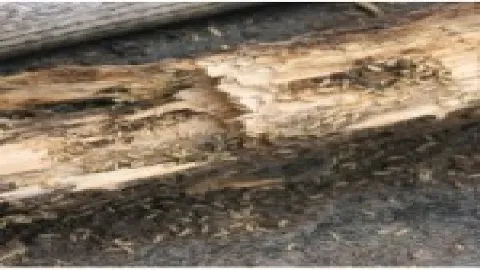 Tri-S Pest Control photo 1