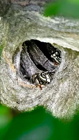 Happy Hive Pest Management photo 8