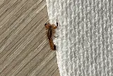 Surge Pest Control photo 4