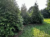4th Generation Landscaping, Clean Up and Mulching photo 7