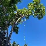 Affordable Tree Service, Inc.