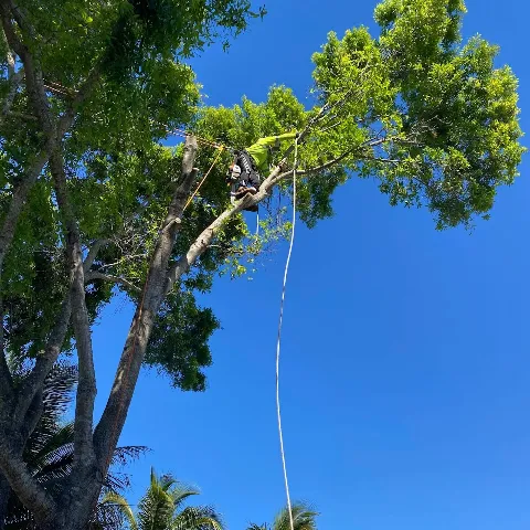 Affordable Tree Service, Inc. photo 1