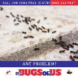 It’s Bugs Or Us Pest Control photo 3