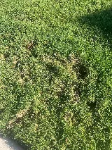 Priority Pest & Mosquito Solutions photo 4