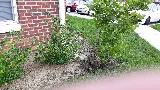 Executive Landscape Services LLC photo 2