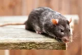 Active Pest Control Richmond photo 7