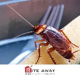 Bite Away Termite and Pest Control Inc photo 4