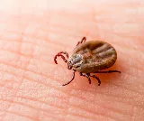 Palmetto Exterminators photo 5