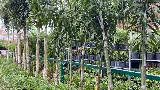 Roy's Palms Landscaping & Irrigation