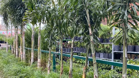 Roy's Palms Landscaping & Irrigation in Laredo
