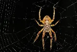 It's Bugs Or Us Pest Control photo 7