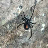 Vernon Spider Control