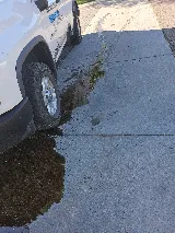 Whitmore Pest & Wildlife Control of Denver photo 7