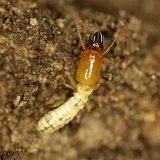 Truly Nolen Pest & Termite Control photo 7