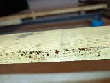 The Bug Gurus