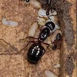 Local Pest Solutions Inc. photo 10