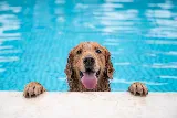 Good Boy Pool Services