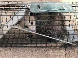 Yellow City Pest Control photo 4