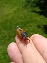 Ace Pest