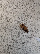Precision Pest Control photo 3
