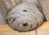 Action Pest Control photo 7