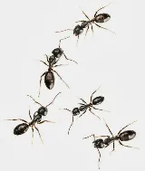 Omega Termite & Pest Control photo 7