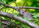 Vancouver Pest Control Ltd photo 10