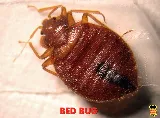 Truly Nolen Pest & Termite Control photo 2