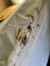 Boston Best Pest Control