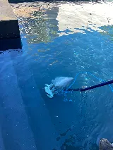 Sweet Dive Pool Services photo 4
