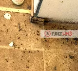 Pestlink Pest Control Edmonton Inc photo 9