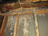 JNS Pest Control photo 4