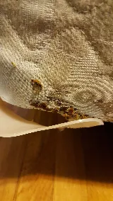 Just Bedbugs Pest Control Inc. photo 5