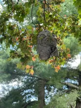 D&j pest control photo 5