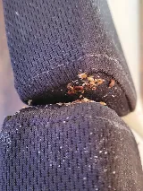 Bug Bakers of Columbus photo 8