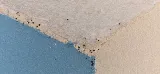 Champion Pest Control photo 7