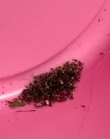 Pointe Pest Control - Swansea photo 8
