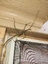 ALL-Out Pest Control photo 8
