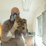 Ace Humane Wildlife Removal & Pest Control photo 5