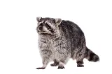 PESTONG Pest and Animal Control Inc
