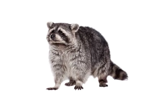 PESTONG Pest and Animal Control Inc in Toronto