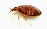 Promax Pest Control Toronto photo 2