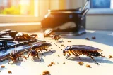 Nexus Pest Solutions photo 4